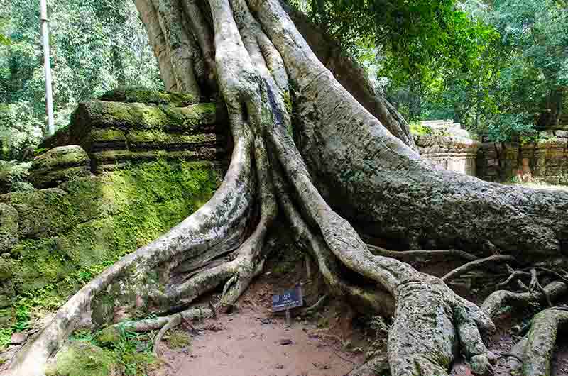 88 - Camboya - Angkor - templo de Ta Prohm